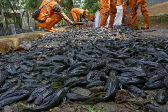 petugas lingkungan mengumpulkan ikan sapu-sapu hasil tangkapan di tepi sungai sebelum dikubur. Visual menggambarkan upaya pengendalian spesies invasif untuk menjaga keseimbangan ekosistem sungai dan melindungi ikan loka.