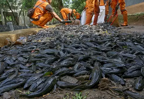 petugas lingkungan mengumpulkan ikan sapu-sapu hasil tangkapan di tepi sungai sebelum dikubur. Visual menggambarkan upaya pengendalian spesies invasif untuk menjaga keseimbangan ekosistem sungai dan melindungi ikan loka.